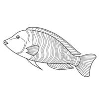 Napoleon Wrasse Line Art Illustration vector