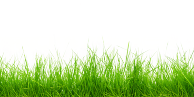 A grassy field with a transparent background png