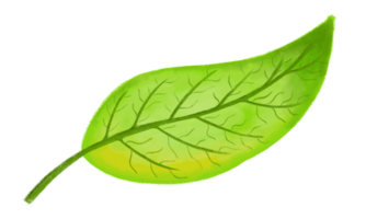 Fresh green leaf on transparent background. For plant, environment, or nature illustration. png