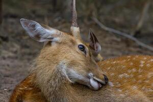A deer with a long horn laying down photo