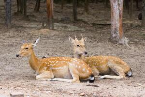 Two deer laying down in the dirt photo