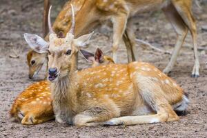 A deer laying down in the dirt with another deer standing nearby photo