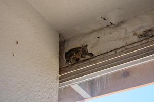 Moldy Water Damaged Drywall on Wall and Ceiling in Corner above Window photo