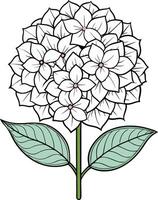Hydrangea flower illustration white background vector