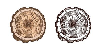 Hand drawn vintage sketch of wood tree stump log slice with annual rings in brown color and outline vector