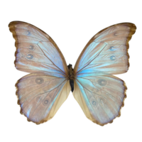 preservado iridescente borboleta png