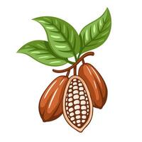 Cocoa beans isolated on white background. Logo template. Cacao beans illustration. Design elements vector