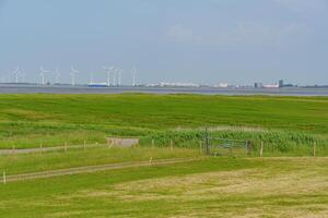 A grassy field at the ems river photo