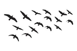 Majestic Flock of Birds in Flight Serene Silhouette of Birds Soaring Through a Clear Sky vector