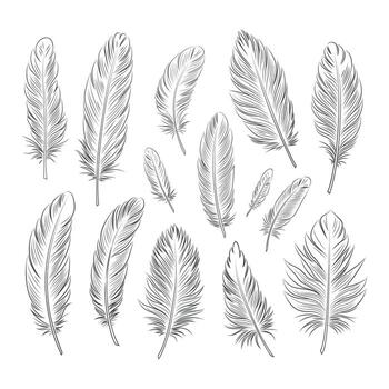 Large set of bird feathers of different shapes and sizes. Linear graphics. vector