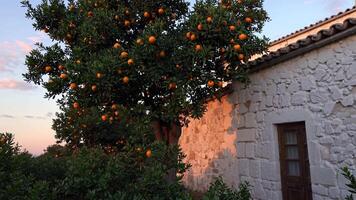 Ripe oranges hanging on tree beside whitewashed stone farmhouse, golden sunlight illuminating rustic Sicilian landscape during late afternoon video