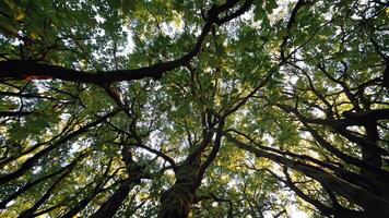 Sunlight filtering through dense forest canopy, casting intricate shadows across verdant landscape, evoking serene woodland atmosphere with soft, dappled illumination video