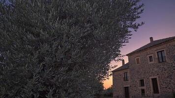 Olive tree swaying gently beside stone villa, casting golden sunset shadows across rustic Spanish rural landscape video