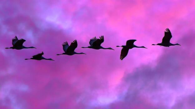 Flock of Cranes Flying Against a Stunning Purple Sky at Dusk with Dramatic Cloud Patterns and Silhouette Effects photo