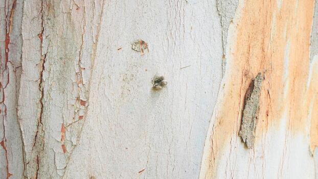 resumen árbol ladrar textura en blanco y gris tonos foto