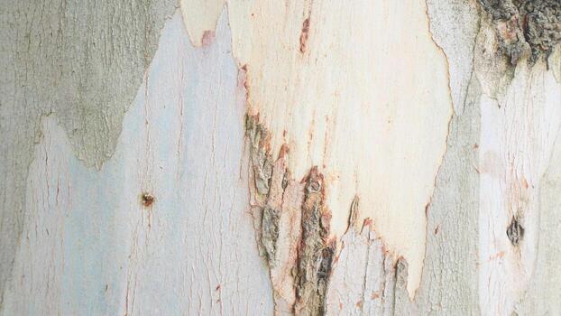 Textured Tree Surface for use as Abstract Background photo