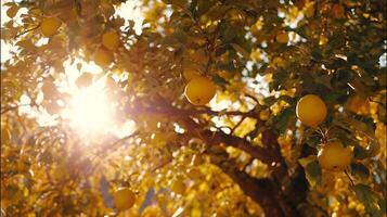 Golden Apples Ripening in the Autumn Sunlight on the Tree. photo