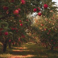 Ripe red apples hanging from branches in a sunny orchard. photo