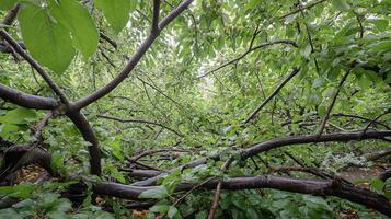 Lush Green Branches Laden with Small Red and Green Fruits After Rain. photo
