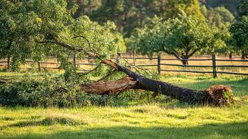Fallen Tree After Storm in a Picturesque Countryside Setting. photo