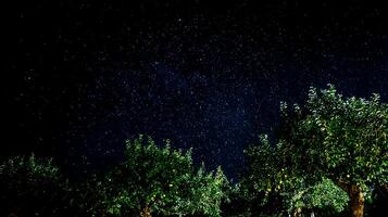 Lush Green Trees Beneath a Starry Night Sky. photo