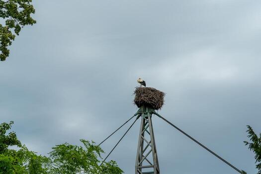 Stork perched majestically on a tall nesting pole against a backdrop of moody gray clouds in early evening light photo