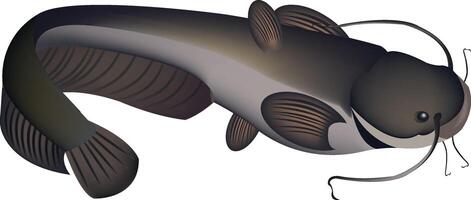 A catfish with a long tail and a long body vector