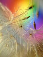 The delicate beauty of a dandelion seed head against a vibrant rainbow. photo