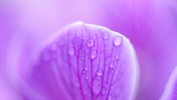 A close up of a vibrant purple flower petal with water droplets. photo