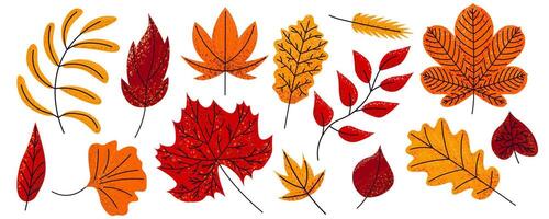 A set of autumn leaves. Bright stylized autumn leaves of maple, chestnut, oak, linden, ash trees vector