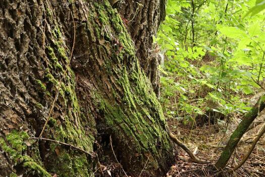 musgo cubierto árbol en cerca arriba foto