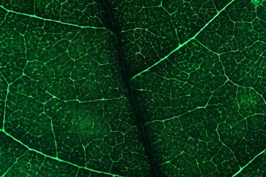 verde hoja textura, macro ver foto