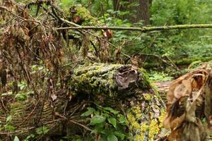 Broken moss covered tree in the summer woods photo
