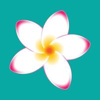 Flat tropical plumeria flower with pink and white petals and a yellow center on a teal background. Ideal for spa, botanical, summer, exotic garden, and floral themes. vector