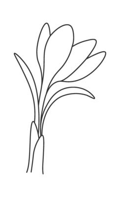 Spring flower line art Contemporary floral design