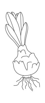 Spring flowers line art Contemporary floral design Hand Drawn