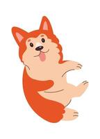 Cute corgi puppy flat icon Playful pet vector