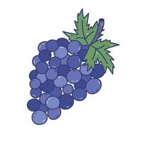 Colorful doodle bunch of purple grape berries on branch with leaves. Lovely hand drawn vine as symbol of ancient Greece. Trendy fruit with outline for cards, branding packaging, restaurant menu. vector