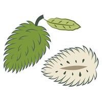 Soursop illustration of whole and cut fruit. Bright cartoon image isolated on white background. vector