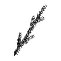 Hand drawn spruce branch clipart. Twig of coniferous tree doodle. Christmas and winter design element Ink vector