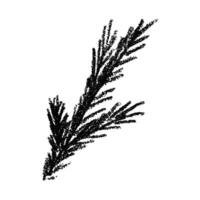Hand drawn spruce branch clipart. Ink Twig of coniferous tree doodle. Christmas and winter design element vector