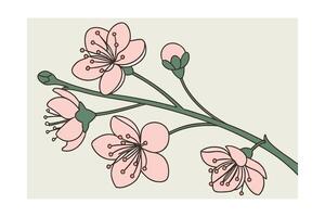 Delicate pink cherry blossom branches with buds on pale green flower vector