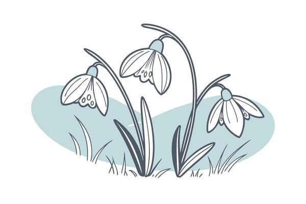 Delicate snowdrop flowers with thin outlines on soft blue spring bloom