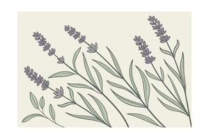 Monoline lavender eucalyptus branches on pale yellow floral botanical vector