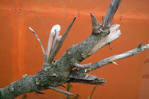 Weathered Tree Branch Against Orange Background photo