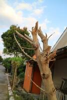 Close Up of a Broken Tree Trunk in a Residential Area photo