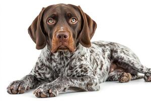 German shorthaired pointer lying on white background looking attentive photo