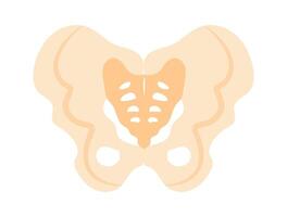 Pelvis bones flat icon Human anatomy vector