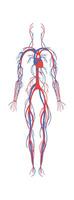 Nervous system flat icon Human anatomy vector