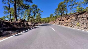 A road in the middle of a forest with trees on both sides video